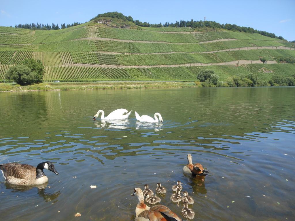 Ferienhaus Mosel Brauneberg Exterior photo